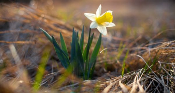 Dewi Sant: A Poem for St. David’s Day