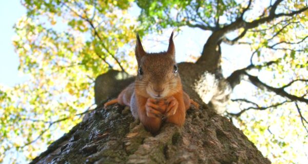 Squirrels and Schloss Itter: Assorted Trivia