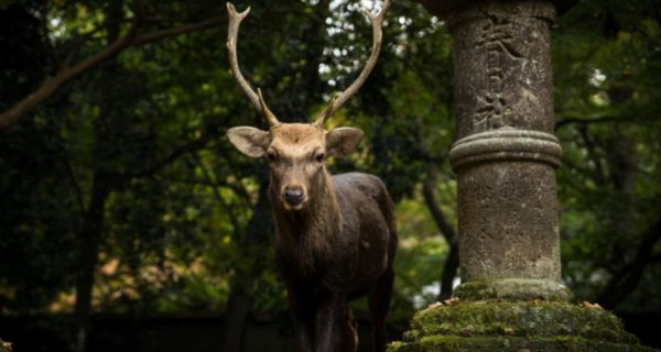 The Stag Who Lived Forever