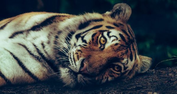 Love in a Time of Tigers: A St. Valentine's Day Reflection