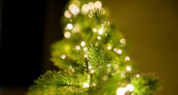 Evergreen: The Origins of the Modern Christmas Tree