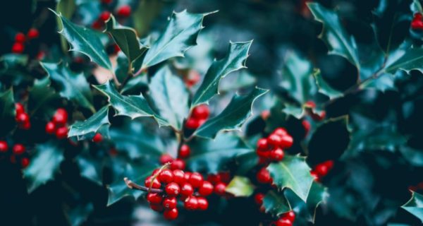 The Holly Bears a Berry: On the Celtic Spirit at Christmas