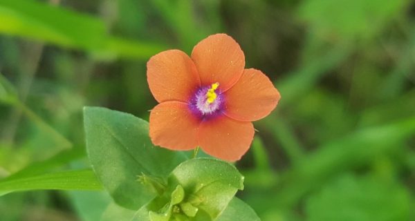 A Confession: A Scarlet Pimpernel Story