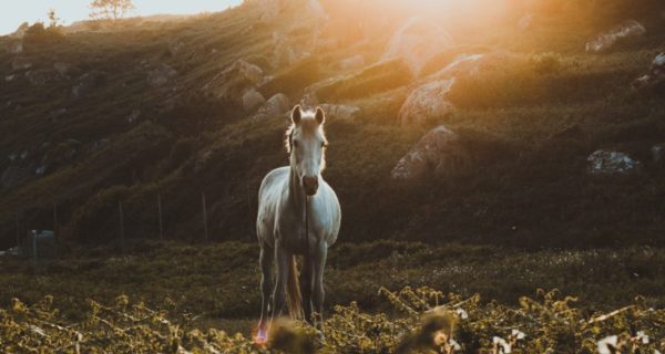 Scour the Horse Anew: An Analysis of G.K. Chesterton’s Epic Poem “The Ballad of the White Horse”