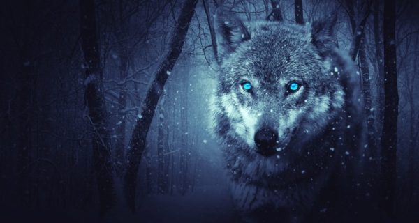 Wolf of Darkness