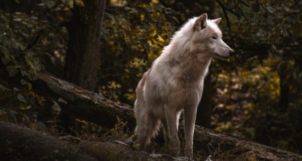Wolves in the Woods: A Review of “The Forest Lord Series” By Steven A. McKay