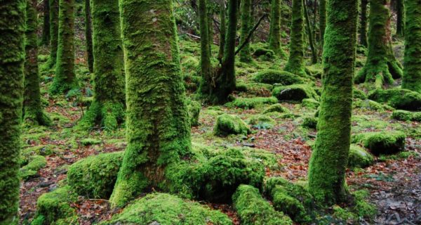 A Magical Wood: A Robin Hood Poem