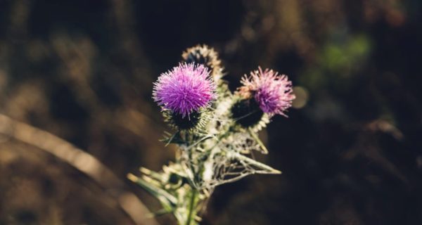 A Gift of Thistle: A Braveheart Reflection