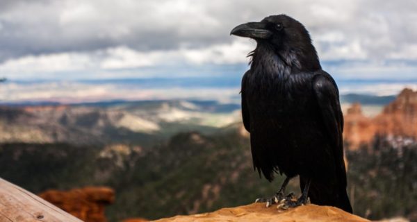 The Ravens of the Rhondda
