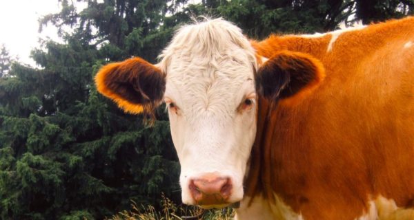 Daisy’s Complaint: A Cow Owner’s Advent Adventures