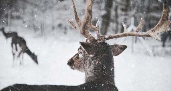 Hymn to the Winter Hunt