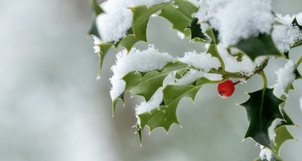 Holly And Mistletoe