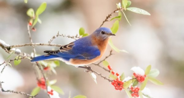 The Bluebird: Bluebird Helps Ananse