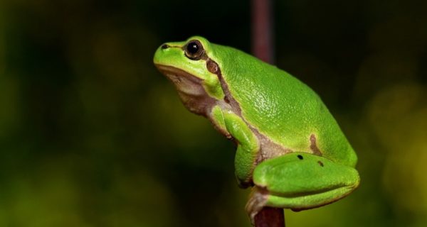 Tree Frog in the Rain Gauge