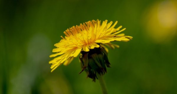 The Dandelion’s Lament