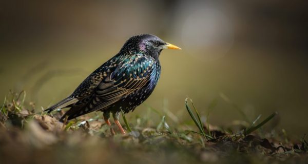 Starling