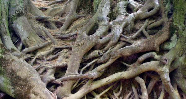 Roots: Insights from the Tree Alphabet of Old Ireland: Blackthorn