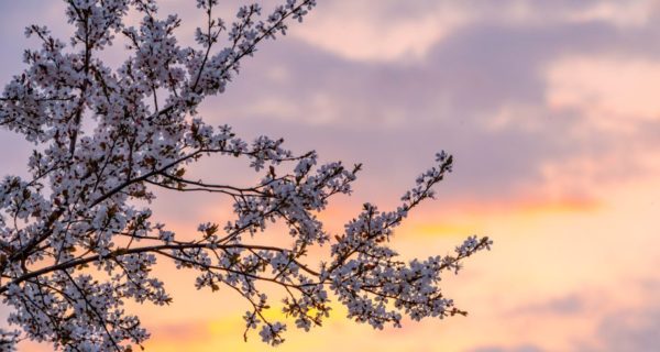 The Cherry Tree Who Visited an Apple Orchard and Decided to Stay