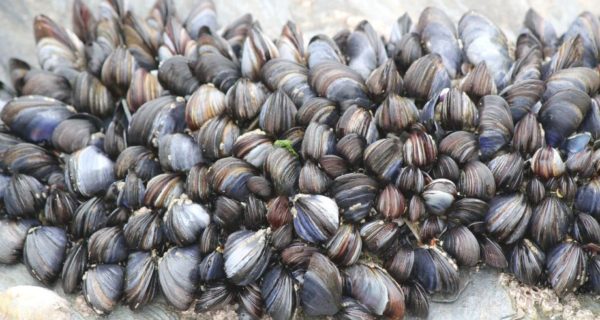 Cockles and Mussels and Molly Malone