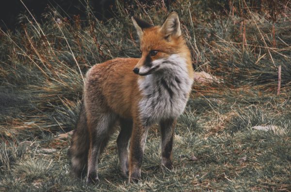 Reynard the Fox: A Poetic Prose Cycle