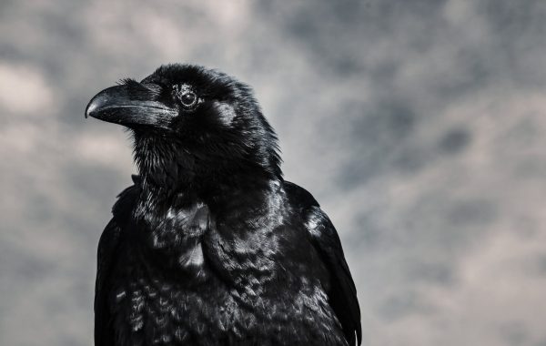 Death as the Most Poetical Topic in “The Raven”