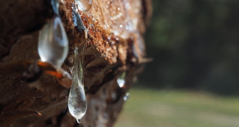 Pine sap. Image by Nick Windsor from Pixabay