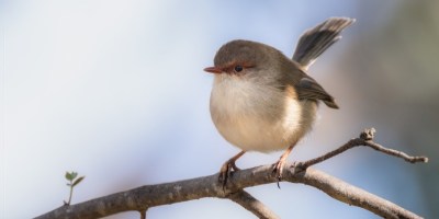 Wren