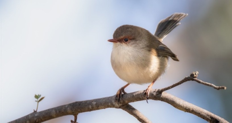 Wren