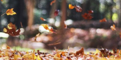 Autumn leaves falling. Photo Credit: Autumn Mott Rodeheaver/Unsplash