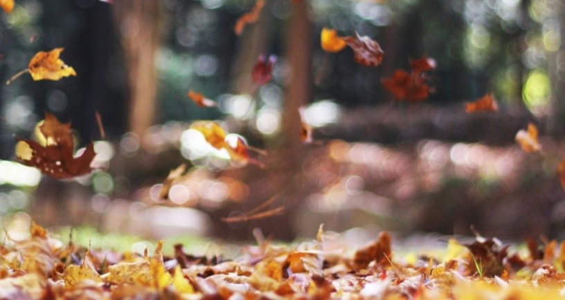 Autumn leaves falling. Photo Credit: Autumn Mott Rodeheaver/Unsplash