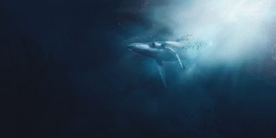 whale underwater, robert siegel whalesong