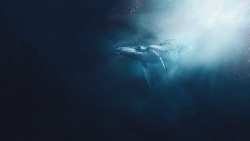 whale underwater, robert siegel whalesong