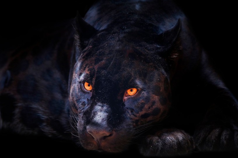 picture of black panther