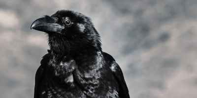 selective focus photograph of black crow