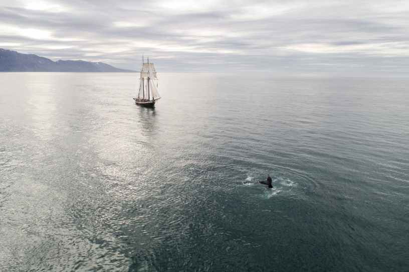 ship with hoisted sails floating in sea near whale