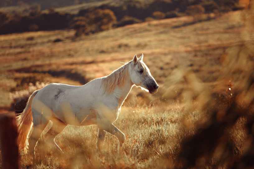 white horse on a field