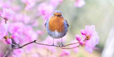 shallow focus photography of bird