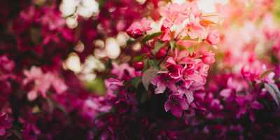 pink green and purple flowers during daytime