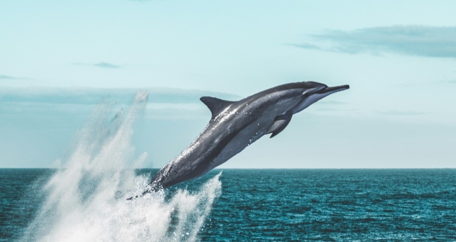 Dolphin jumping through water, to illustrate David Glenn article on young adult book reviews