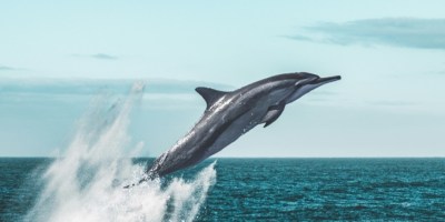 Dolphin jumping through water, to illustrate David Glenn article on young adult book reviews
