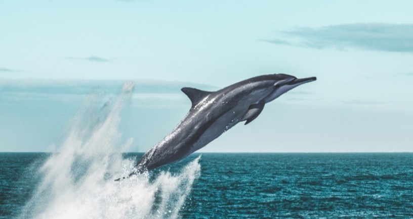 Dolphin jumping through water, to illustrate David Glenn article on young adult book reviews