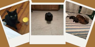 Pictures of Hannah Skipper's cat, cover image for her Halloween article "Ode to My Black Cat"