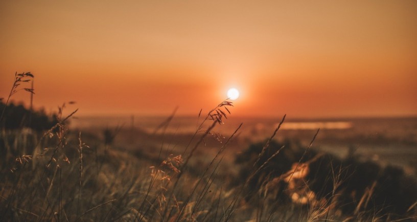 Summer field sunset