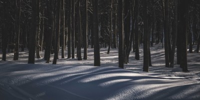 Shadowy winter forest. Photo Credit: Francesco Ungaro/Pexels