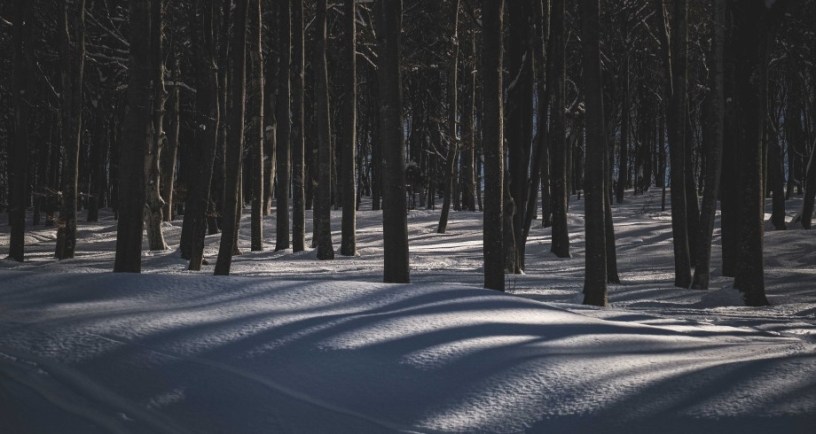 Shadowy winter forest. Photo Credit: Francesco Ungaro/Pexels