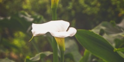 White lily with green background.