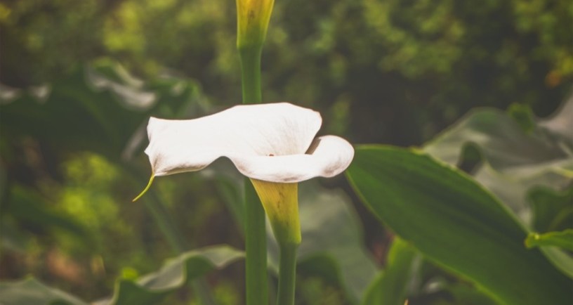 White lily with green background.